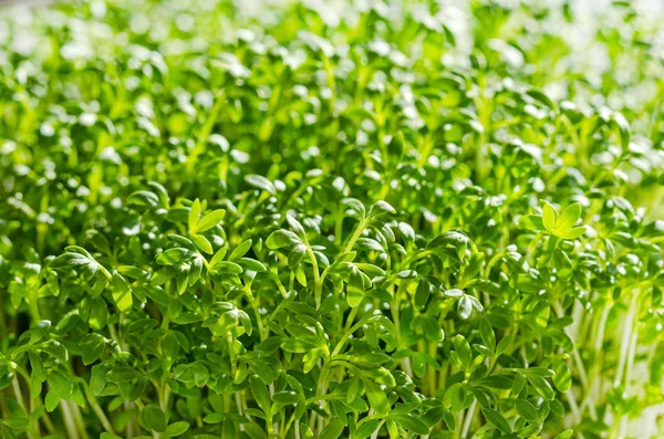 Garden cress sprouts, front view macro food photo Royalty Free Stock Images