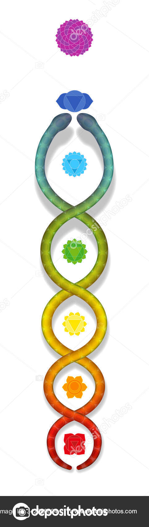 Kundalini serpente ascendente ao longo dos sete chakras principais. Símbolo  de poder e equilíbrio espiritual, despertar, harmonia e relaxamento.  Ilustração vetorial sobre branco . imagem vetorial de Furian© 342680604