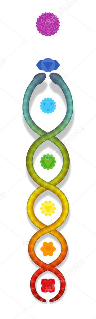 Kundalini serpent ascending along the seven main chakras. Symbol for spiritual power and balance, awakening, harmony and relaxation. Vector illustration on white.