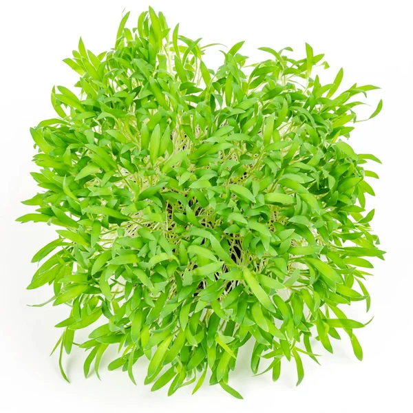 Brown Millet Microgreen White Background Shoots Panicum Miliaceum Also Called — Stock Photo, Image
