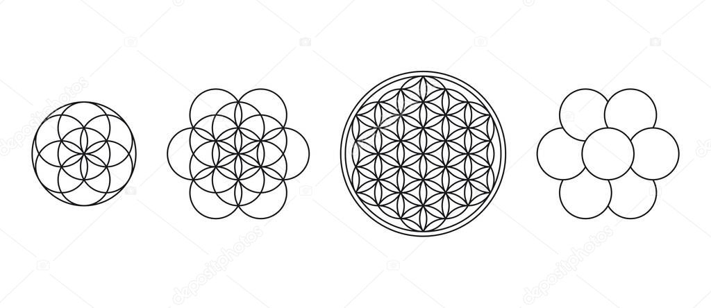 Flower of Life, Seed and Egg of Life. Geometric figures, spiritual symbols and sacred geometry. Circles forming symmetrical flower-like patterns. Illustration over white. Vector.