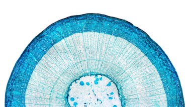Stem of wood dicotyledon, half cross section under microscope. Light microscope slide with the microsection of a wood stem with vascular bundles, concentric arranged in a ring. Plant anatomy. Photo. clipart