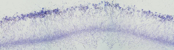 Penicillium Hongos Ascomicetos Bajo Microscopio Para Los Humanos Los Ascomicetos — Foto de Stock