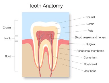 Diş anatomisi, diş minesi, dentin, posa, gingiva, kan damarları ve sinirlerle etiketlenmiş tıbbi kesit çizelgesi. Beyaz arkaplanda izole vektör illüstrasyonu. 