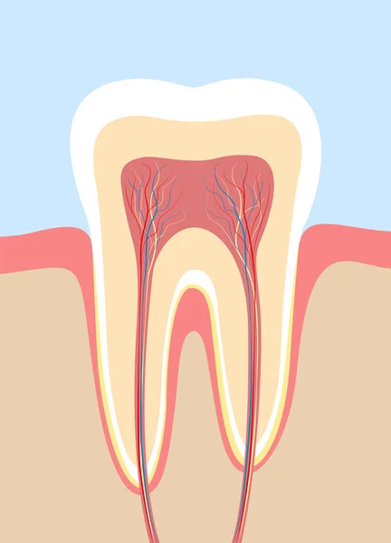 Sección Transversal Del Diente Carta Anatómica Con Esmalte Dentina Pulpa — Vector de stock