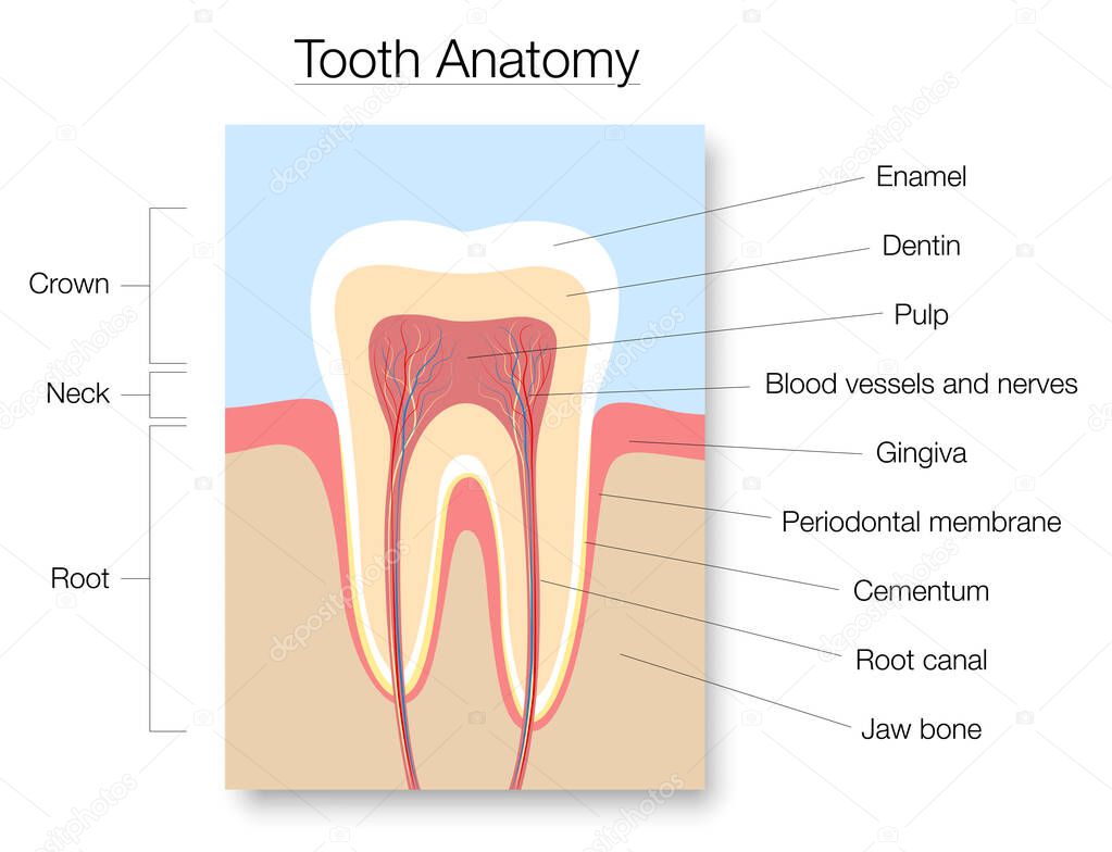 Tooth Anatomy Medical Labeled Cross Section Chart With Enamel Dentin Pulp Gingiva Blood Vessels And Nerves Isolated Vector Illustration On White Background Premium Vector In Adobe Illustrator Ai Ai