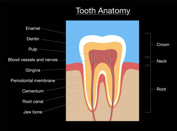 Zahnanatomie Medizinisch Markiertes Querschnittdiagramm Mit Schmelz Dentin Pulpa Gingiva Blutgefäßen — Stockvektor