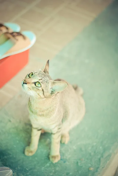 Кот на полу — стоковое фото