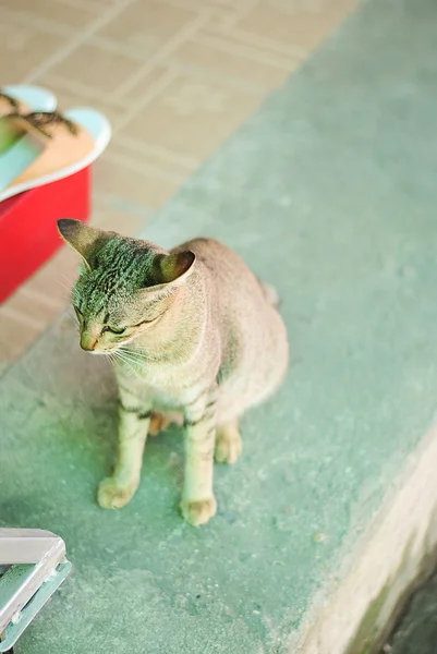 猫趴在地板上 — 图库照片