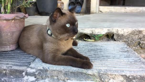 Gato en el suelo — Vídeo de stock