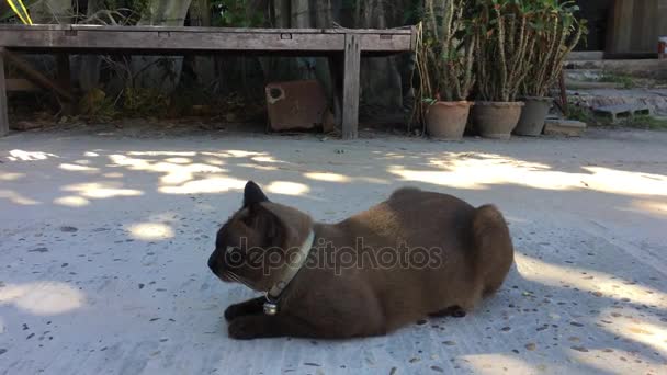 Кошка на деревянном полу — стоковое видео