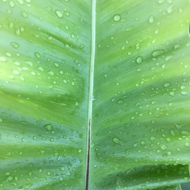 Taze yeşil yaprağın arka plan dokusu.