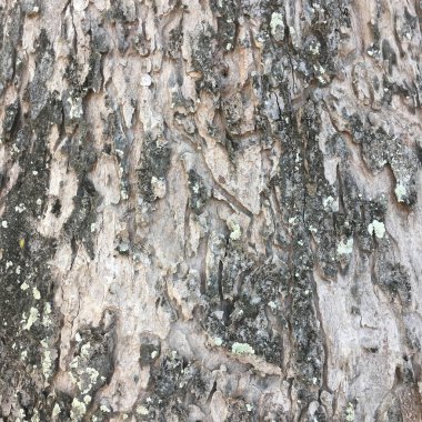 ağaç kabuğu dokusu arkaplanı.