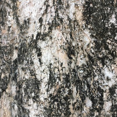 ağaç kabuğu dokusu arkaplanı.