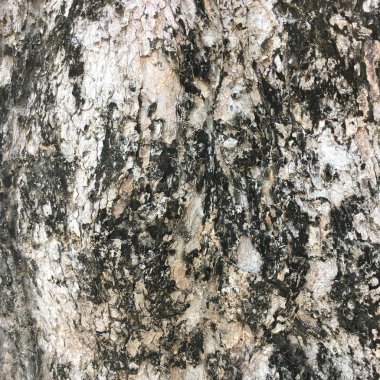 ağaç kabuğu dokusu arkaplanı.