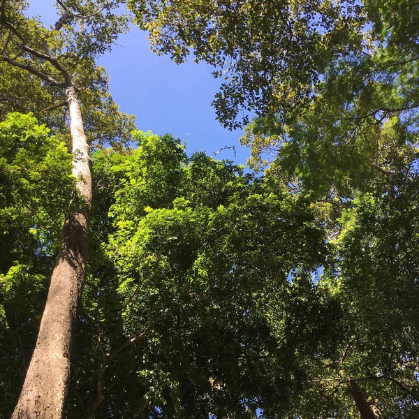 Poderoso árbol viejo con hojas verdes de primavera —  Fotos de Stock