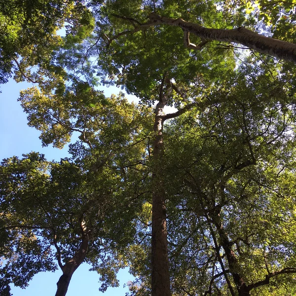 Могучее старое дерево с зелеными весенними листьями — стоковое фото