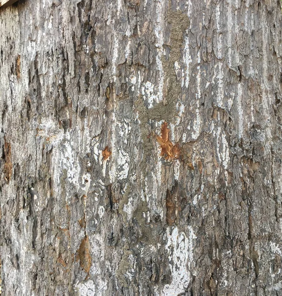 Tree bark texture background. — Stock Photo, Image