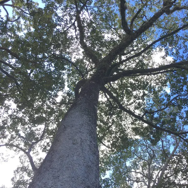 Träd bark konsistens bakgrund. — Stockfoto
