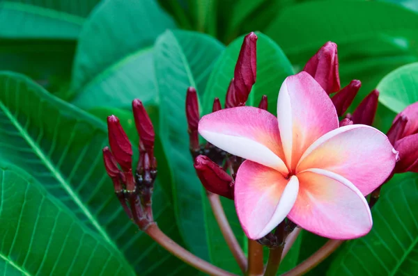 Růžové plumerie na plumerii, frangipani tropické květiny. — Stock fotografie