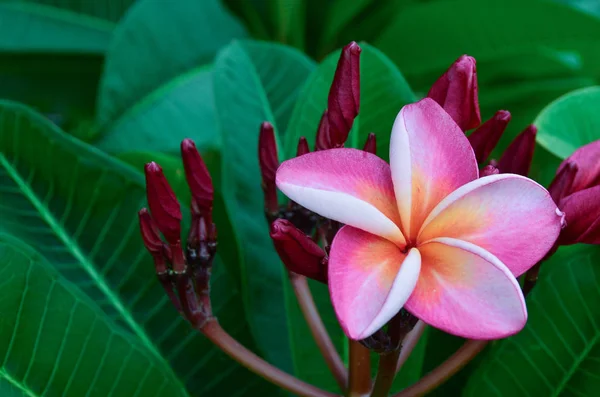 Plumeria rosa en el árbol de la plomería, flores tropicales frangipani . —  Fotos de Stock