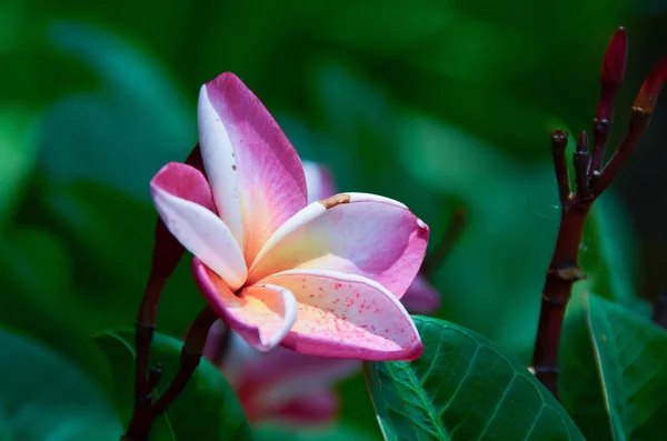 Rosa plumeria på plumeriaträdet, frangipani tropiska blommor. — Stockfoto