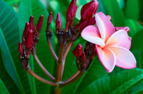 Roze plumeria op de plumeria boom, frangipani tropische bloemen. — Stockfoto