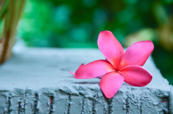 Różowy plumeria na drzewie plumeria, frangipani tropikalne kwiaty. — Zdjęcie stockowe