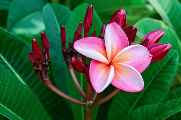 Plumeria rosa en el árbol de la plomería, flores tropicales frangipani . —  Fotos de Stock
