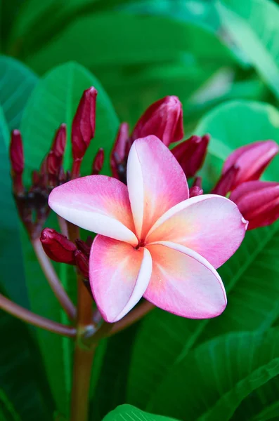 Růžové plumerie na plumerii, frangipani tropické květiny. — Stock fotografie