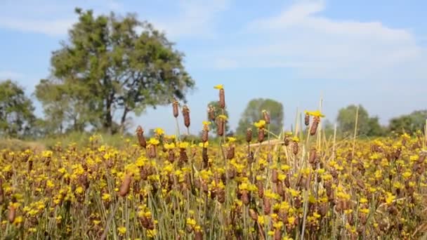 Fundo de primavera com belas flores amarelas — Vídeo de Stock