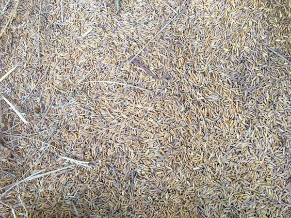 Paddy rice on background — Stock Photo, Image