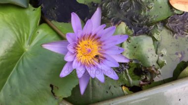 closeup lotus çiçeği arı sürüsü ile