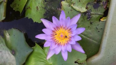 closeup lotus çiçeği arı sürüsü ile