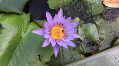 closeup lotus çiçeği arı sürüsü ile