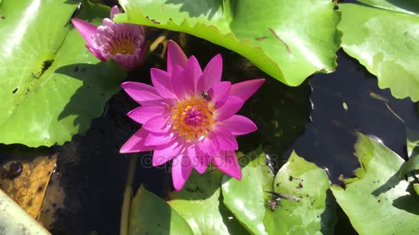 Closeup lotus flower with bee swarm — Stock Video