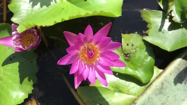 Closeup lotus flower with bee swarm — Stock Video
