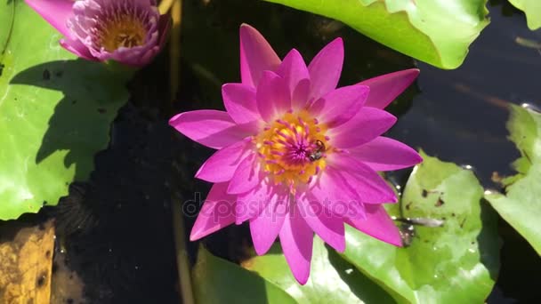 Närbild lotusblomma med bee svärm — Stockvideo