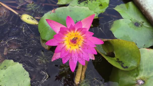 Kwiat lotosu zbliżenie z rój pszczół — Wideo stockowe