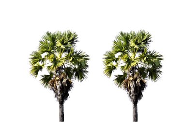 Asya palmiyesi, Toddy palmiyesi, şeker palmiyesi, beyaz arka plan