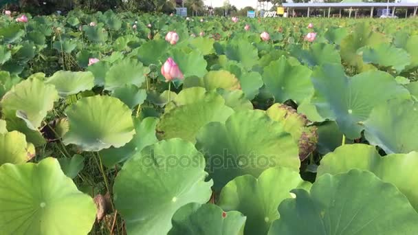 Selective focus blurred of Pink Lotus flower — Stock Video