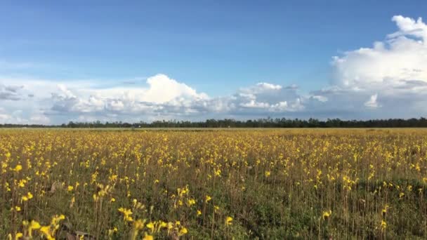 Spring background with beautiful yellow flowers — Stock Video