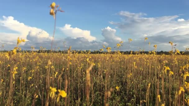 Güzel sarı çiçekleri olan bahar arkaplanı — Stok video