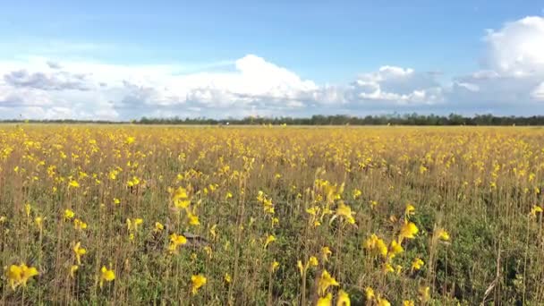 Весенний фон с красивыми желтыми цветами — стоковое видео