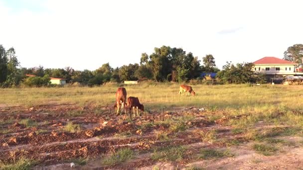 Animal red calf child cow farm — Stock Video