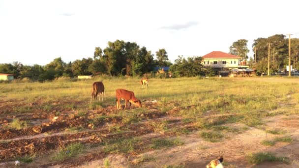 Ζώων κόκκινο μοσχάρι το παιδί αγελάδα αγρόκτημα — Αρχείο Βίντεο
