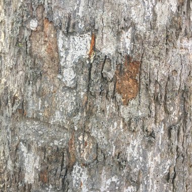 ağaç kabuğu dokusu arkaplanı.