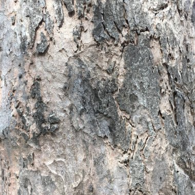 ağaç kabuğu dokusu arkaplanı.