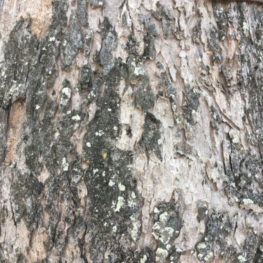 ağaç kabuğu dokusu arkaplanı.