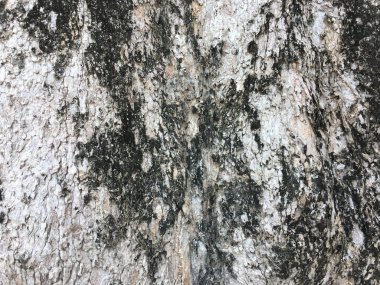 ağaç kabuğu dokusu arkaplanı.